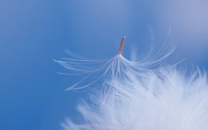 800710-feather-wallpaper