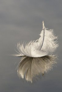 42cafbf60f1424c5fcee01aeeb6e6a8a